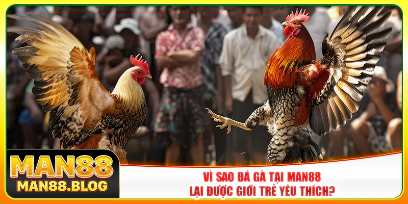 Vì sao đá gà tại Man88 lại được giới trẻ yêu thích?